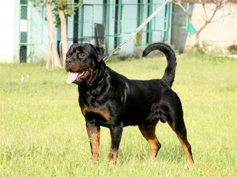Bước đầu, hai con chó được xác định là giống pitbull dòng đại. Tìm hiểu về các giống chó Rottweiler lai ở Việt Nam ...