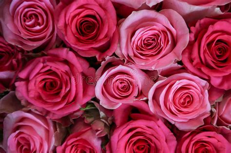 Beautiful Pink Roses Stock Image Image Of Celebrate 51733877