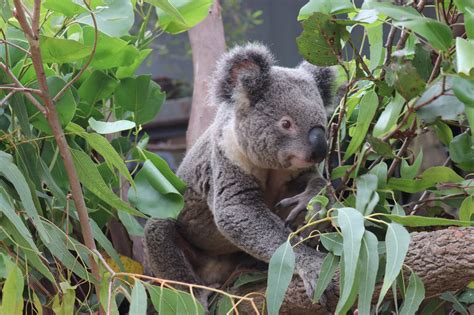 Aussie Ark Needs Your Help To Set Up A Koala Habitat 2hd