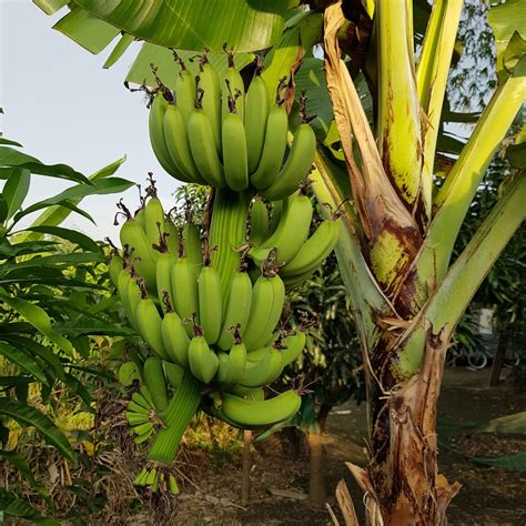 A Life Of A Biologist Native Fruit Bearing Trees Of The Philippines