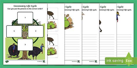 Cassowary Life Cycle Worksheets Teacher Made Twinkl