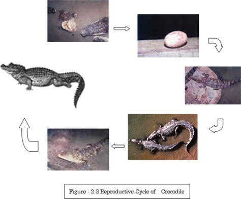The Life Cycle Of A Nile Crocodile The Life Cycle Of Crocodile Nile