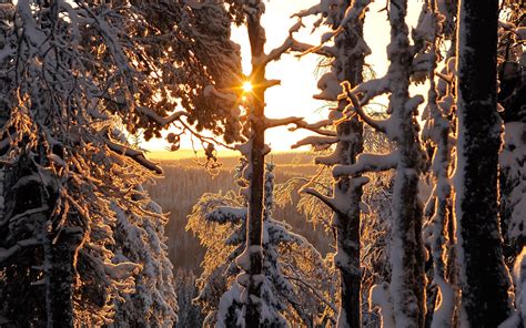 Winter Forest Thick Snow Sun Rays Finland Wallpaper Nature And