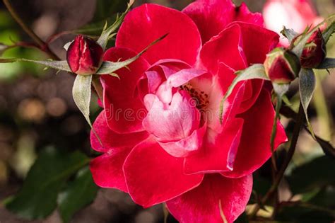 Close Up Dark Red Pink Floribunda Rose Picasso Macro Blur2021 Stock