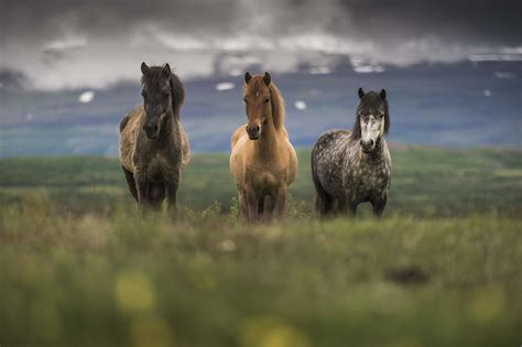 The Wonderfully Unique Icelandic Horse Reykjavik Excursions