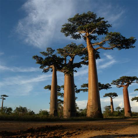 Baobab Grandidier Adansonia Grandidieri