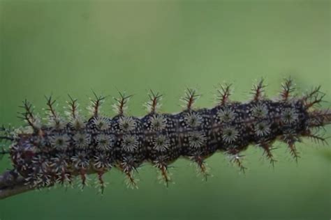 List / music play asp?act= : Stinging Caterpillar Season is Here!