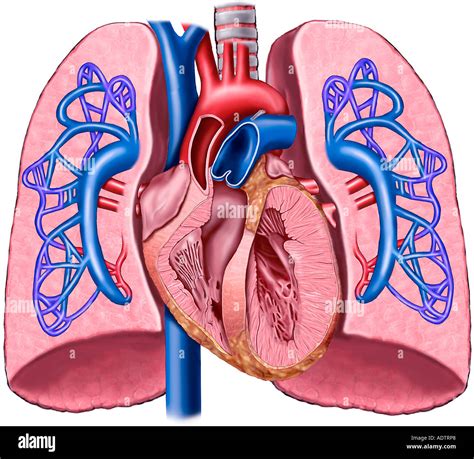 Anatomie Du C Ur Et Les Poumons Avec La Circulation De L Art Re