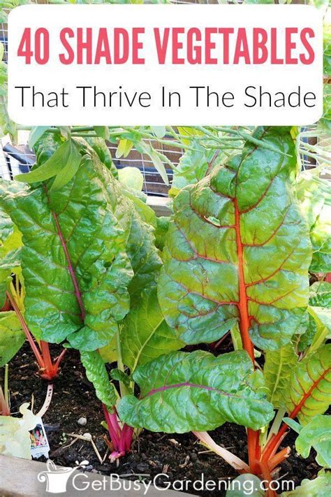 In fact, lettuce grows better in partial shade! 40+ Vegetables That Grow In Shade | Vegetable garden ...