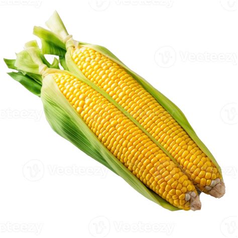 Fresh Yellow Corn Isolated Illustration Ai Generative 24392750 Png
