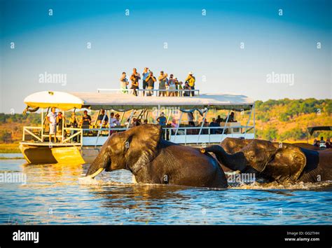 African Elephants Swimming Across The Chobe River Botswana With Tourists On Safari Watching On
