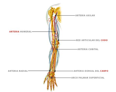 Ramificaciones De Las Arterias Y Venas Del Brazo Sistema Circulatorio