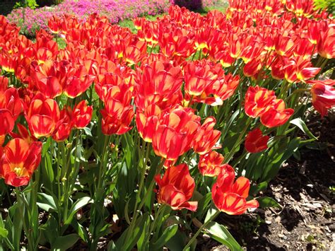 You will adore flowers, observe windmills from the outside and from inside, and try traditional dutch cheese on a cozy farm. Tulips. May 2014. Holland, MI. Photo by Sandy Carlson ...