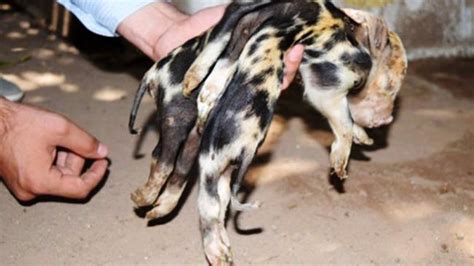 Horrifying Image Shows Deformed Pig Born With Eight Trotters And Two Tails