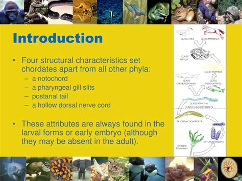 Ppt Phylum Chordata Powerpoint Presentation Free Download Id110014