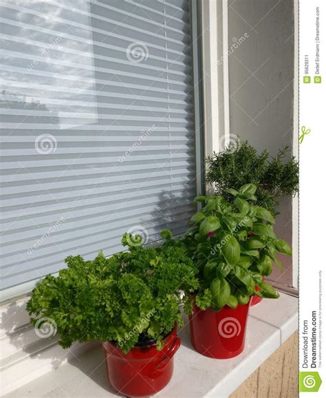 Herbs On Balcony Stock Image Image Of Basil Vegan Herbs 95629311