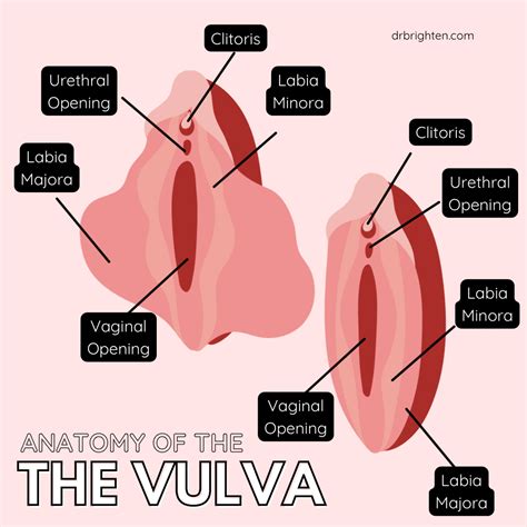 Vaginal Opening Anatomy