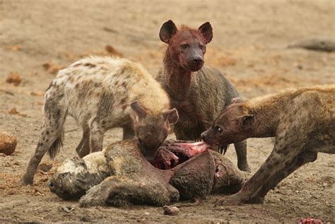 Hyenas Eat Lion Stock Photo Download Image Now Istock
