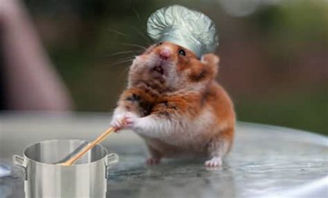 I put my greats up too soon. 18+ Most Hilarious Animal Pictures And Photos