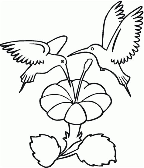 Posted on aug 5th, 2014. Free Printable Hummingbird Coloring Pages For Kids
