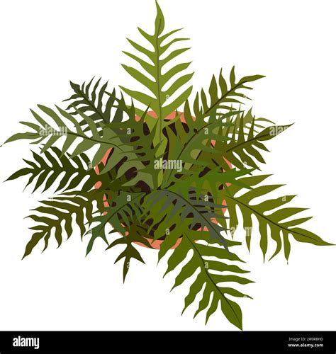 Fern Palm House Plant Top View Vector Isolated Stock Vector Image And Art