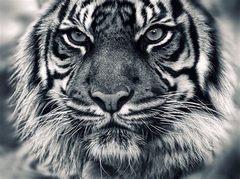 We have a massive amount of desktop and mobile backgrounds. White Tiger Wallpapers HD - Wallpaper Cave