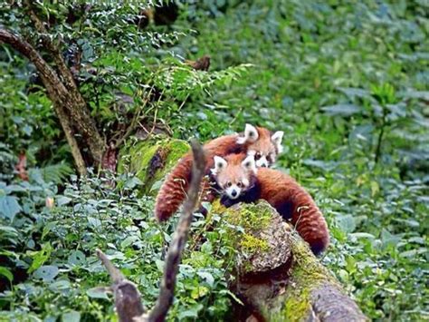 How to draw a red panda. Sikkim Animals Name / Sikkim Wildlife 8 National Parks And Sanctuaries To Witness It - List of ...