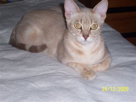 The origins and history of this lovely. Rosevalley Australian Mist Cats