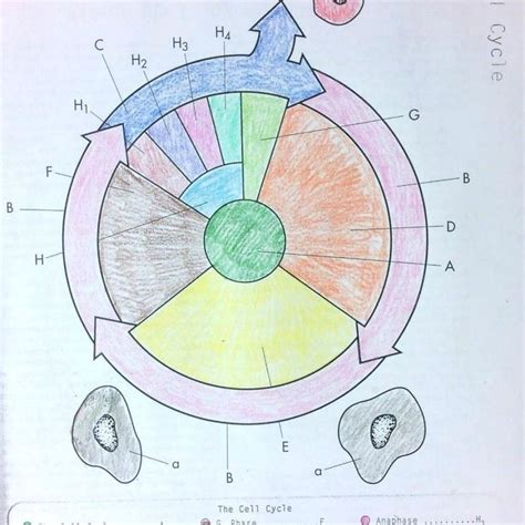 The cell cycle worksheet name: Cell Cycle Coloring Worksheet Lovely Cell Cycle and ...