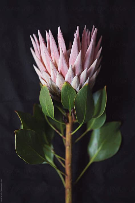 view beautiful pink king protea flower in australia by stocksy contributor natalie jeffcott