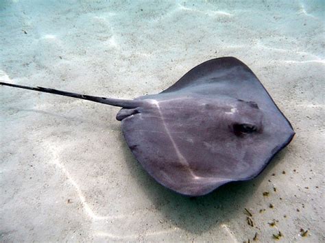 Difference Between Manta Ray And Stingray Difference Between