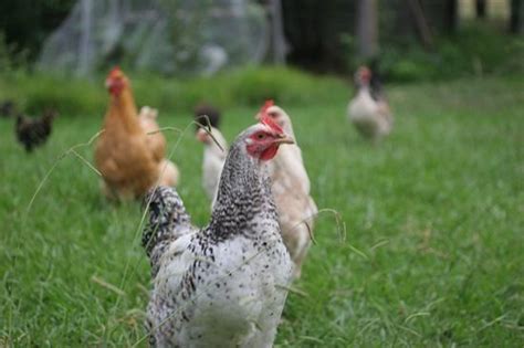 The life cycle of lice continues until all of the bugs and nits are removed from the hair. How many chickens do you need? A laying hen will lay ...