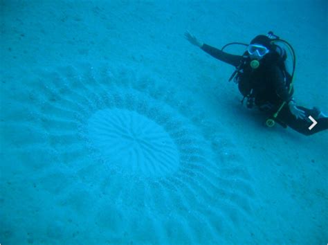 Underwater Crop Circles Made By Male Pufferfish He Spends Anywhere