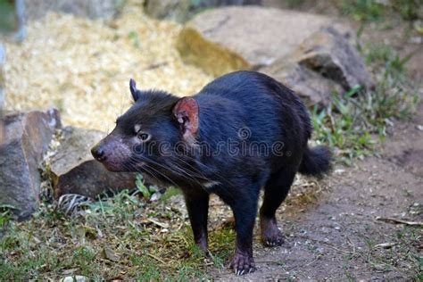 Wild Tasmanian Devil Endangered With Extinction Stock Image Image Of