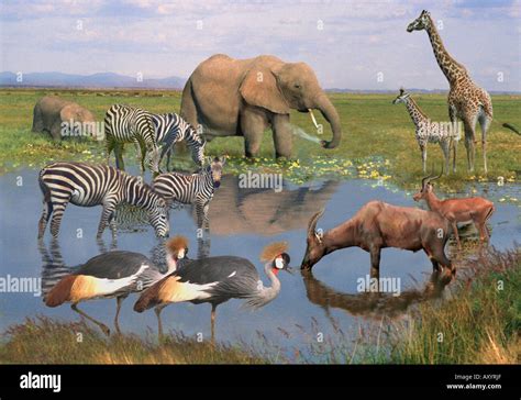 Wild African Animals At A Waterhole Stock Photo Alamy