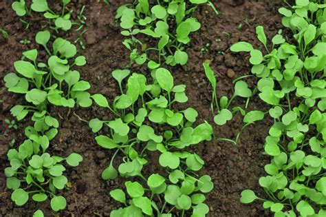 Tips For Growing Arugula Plants