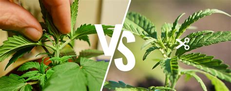 Cannabis Pruning Topping Vs Fimming Zamnesia Blog