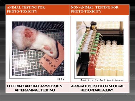 Alternatives To Animal Testing