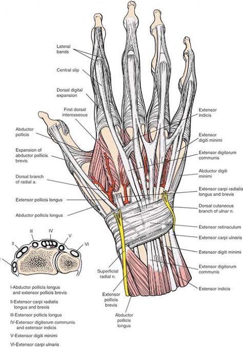 Extensor Tendons At Wrist Anatomy Posterior Dorsal View Dorsal The Best Porn Website