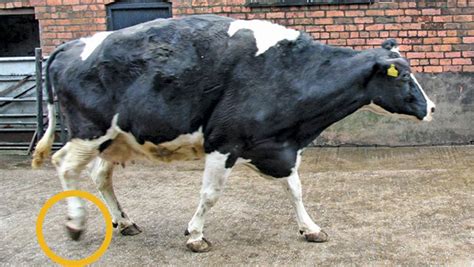 2 Major Causes Of Lameness In Dairy Cows