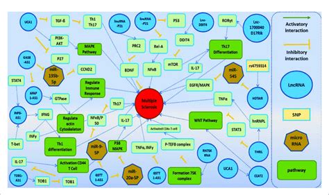 A Schematic Diagram Of The Role Of Several Lncrnas Involved In The Download Scientific