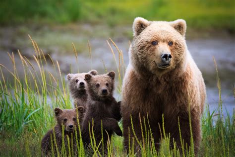 Alaska Bears And Landscape