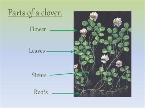 Science Studying A Clover