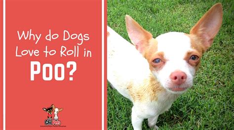 Share the best gifs now >>> Why Do Dogs Love to Roll in Poo? - Chi Pets