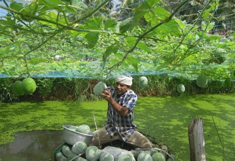 See more of the pine tree fish farm on facebook. There's an organic farming revolution building in Kerala, and this organisation is at the heart ...