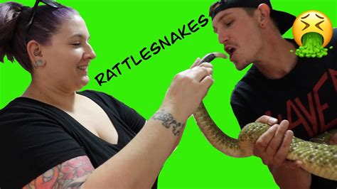 Sexing Snakes Youtube