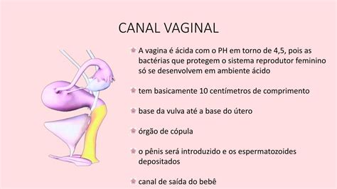 Anatomia Do Canal Vaginal