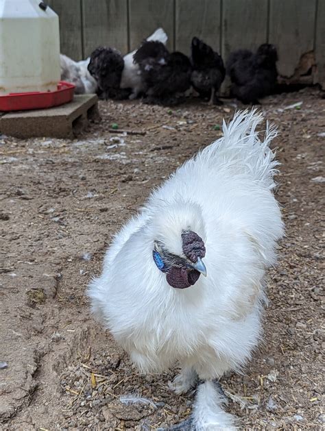 Silkie Hatching Eggs Showgirl Frizzle Naked Neck Satin Paint Ebay