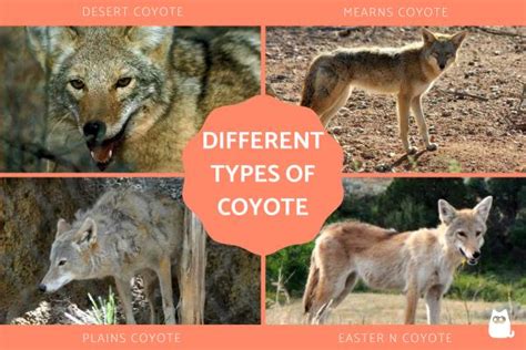 6 Different Types Of Coyote Species With Photos