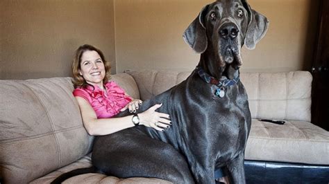 Worlds Tallest Dog Has Died Giant George Youtube